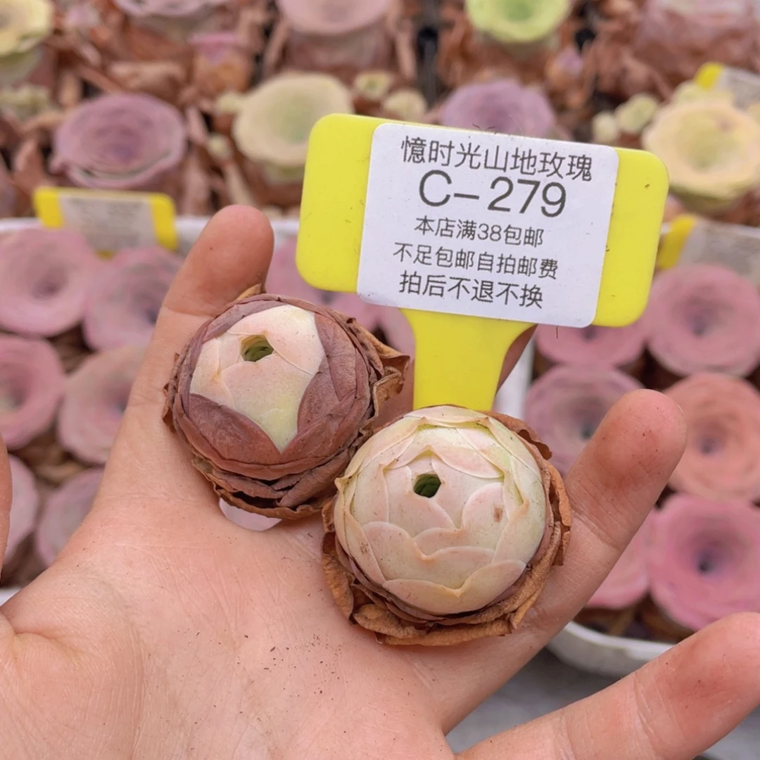 云***业山地玫瑰C279满38包邮裸根发货