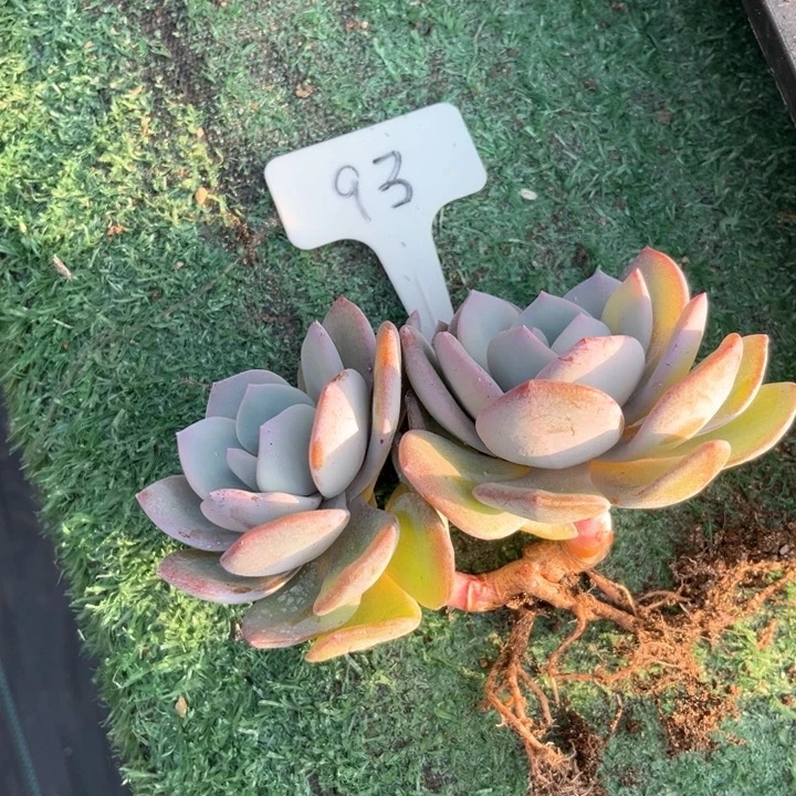 香***！奶茶93号码牌子的话