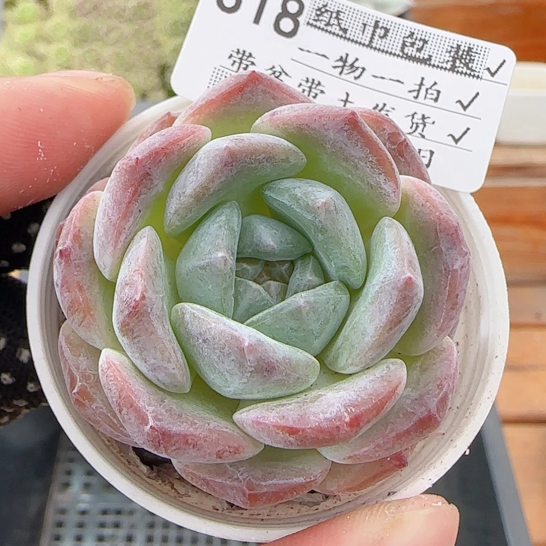 多肉0902-318福利