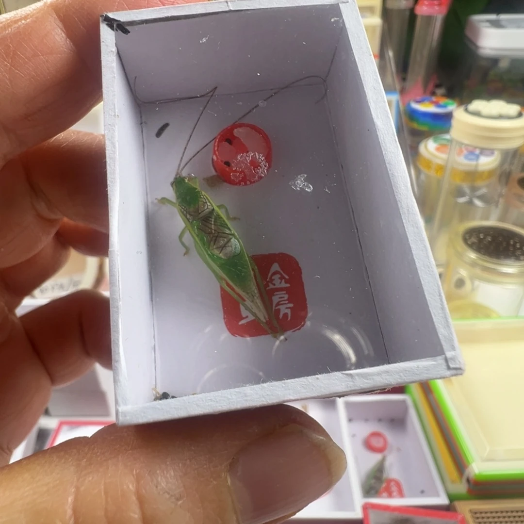 蟋蟀一只中须橙杆