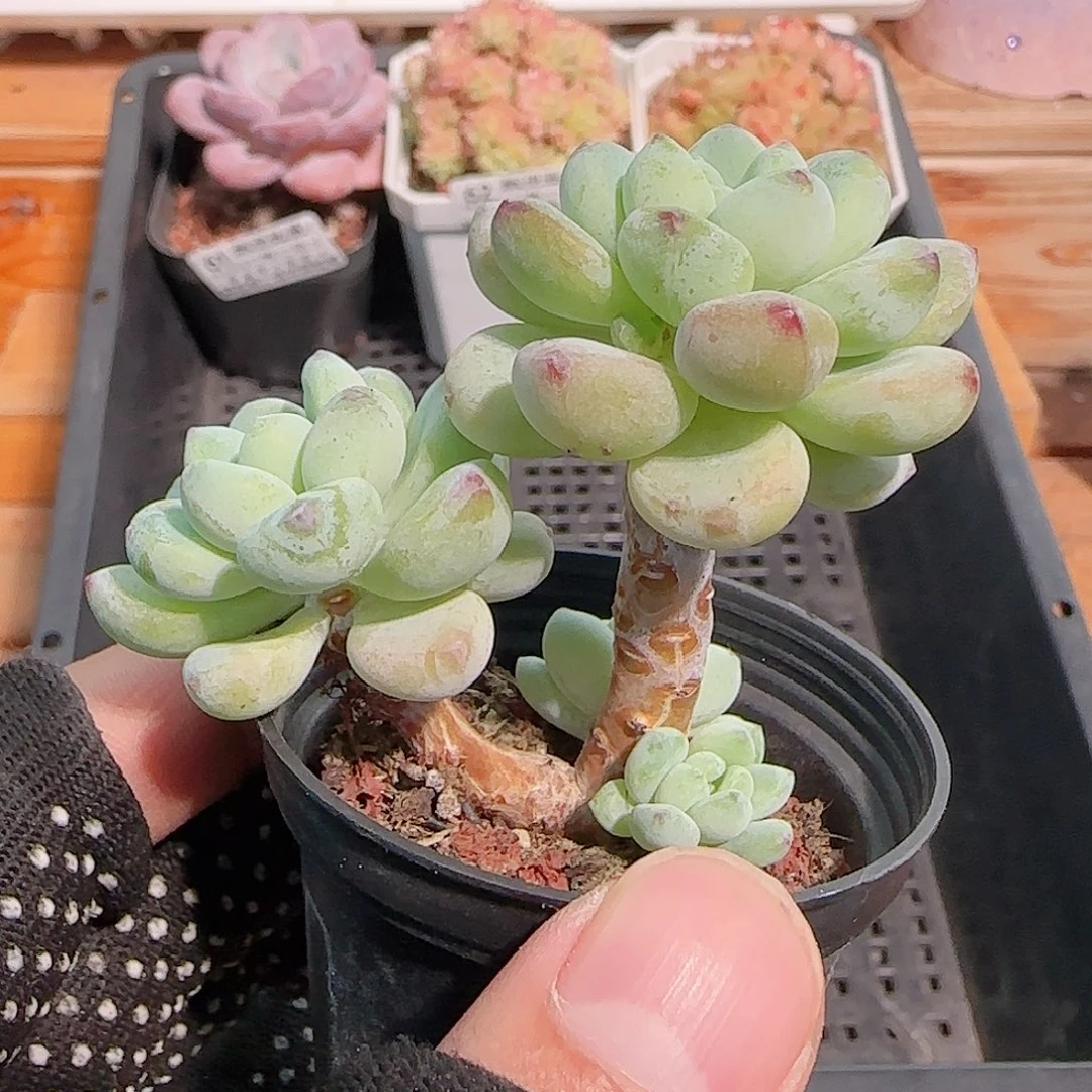 多肉1029--64罗琦小老桩