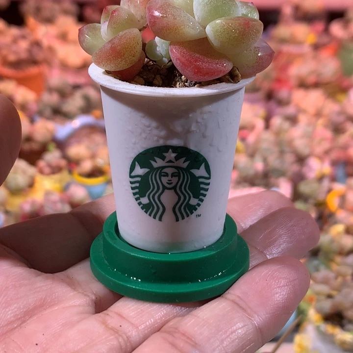 年庄精品冰透糖心冰玉带盆发货