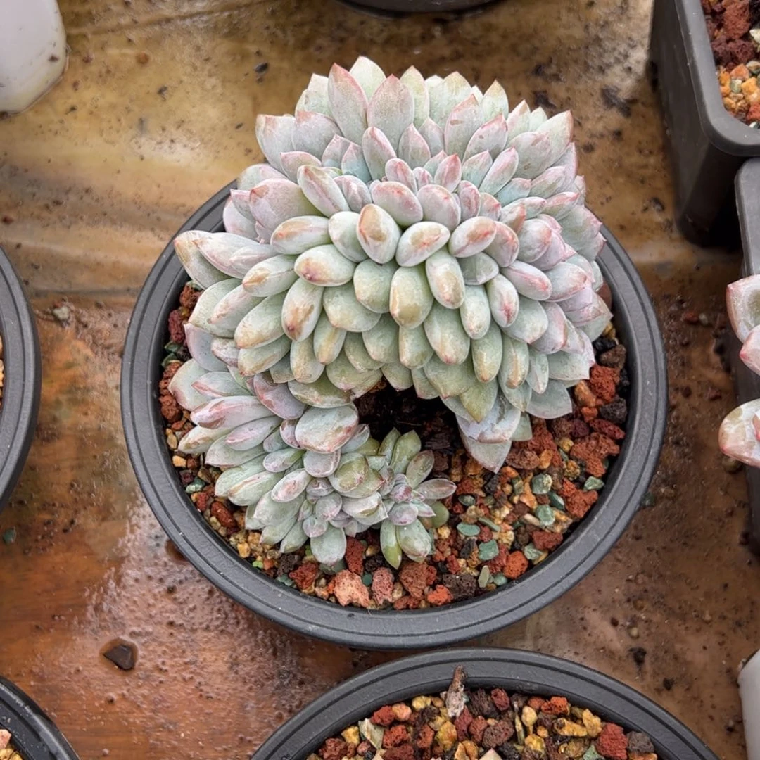 鑫***发星影缀化星影缀化