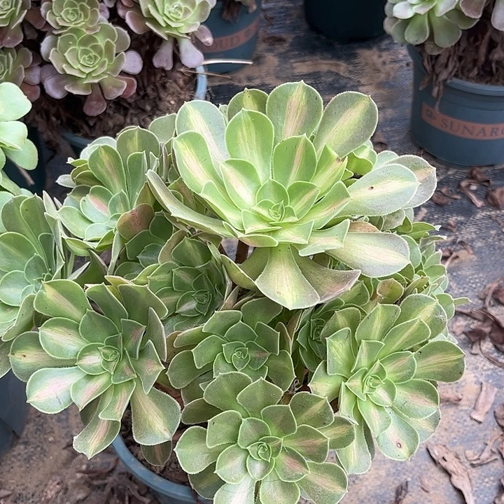 多肉植物女斑锦69