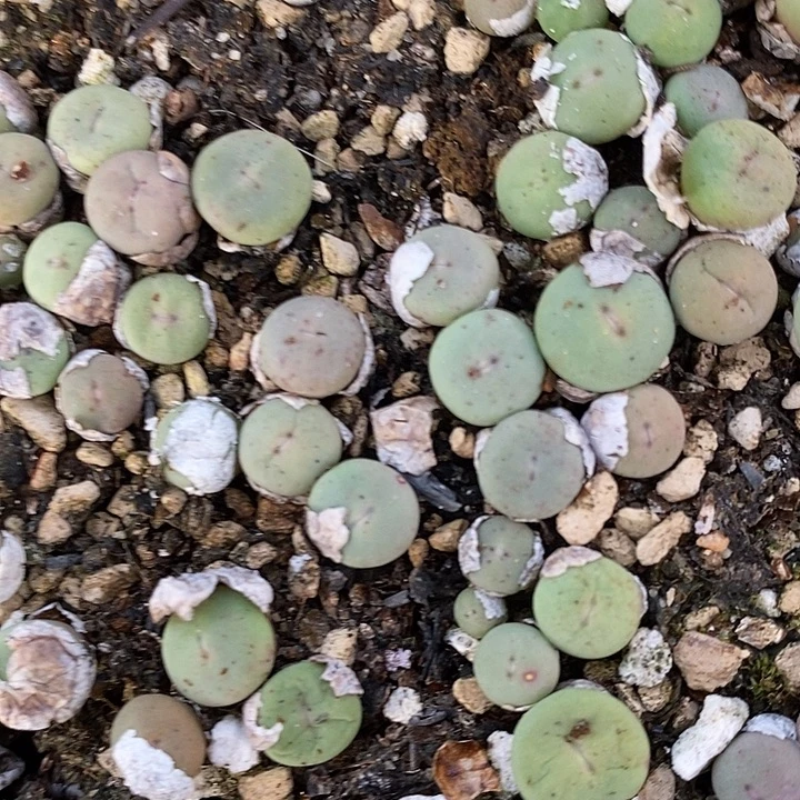 编号小红嘴15颗。