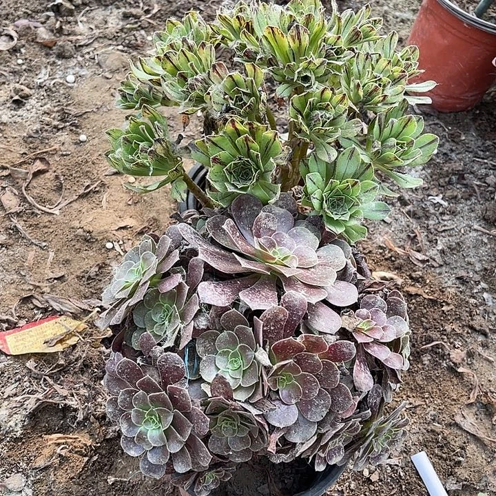 2棵玫瑰玫瑰玫瑰玫瑰
