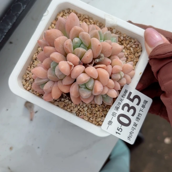 芙丽朵多肉无盆土发货多