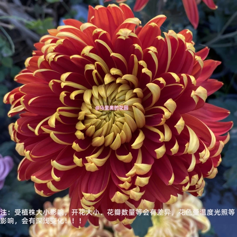 【富爱格】传统大菊盆栽九月菊 室外庭院阳台新手多年生草本花卉