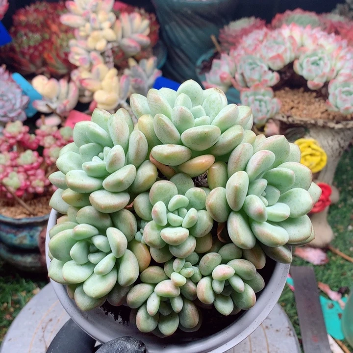 欢喜多肉一物一拍泡泡糖