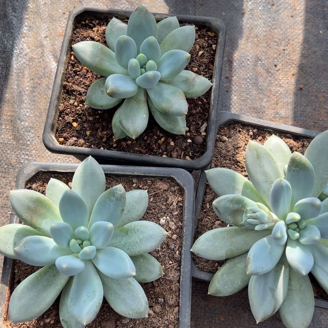 哥特多肉多肉植物15