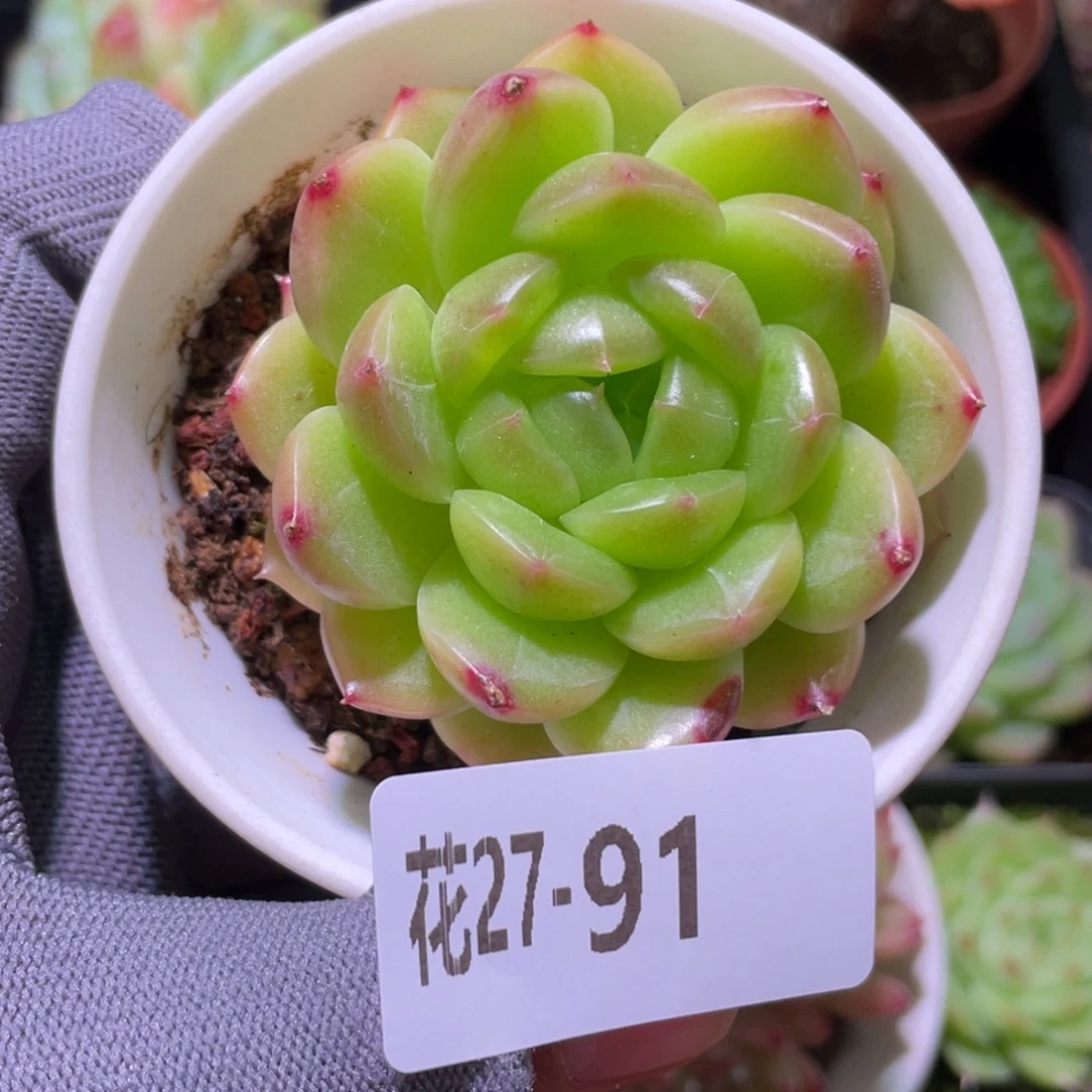 花利美27-91新品