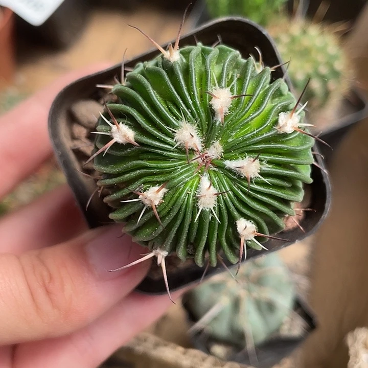 当前无花栽培后可以开花968仙人球开花植物