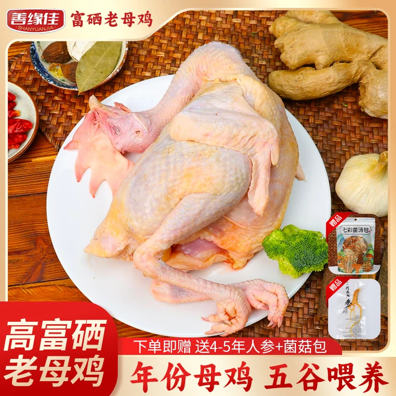【善缘佳富硒生态老母鸡】500天山林散养整只肉质紧实营养滋补M-12