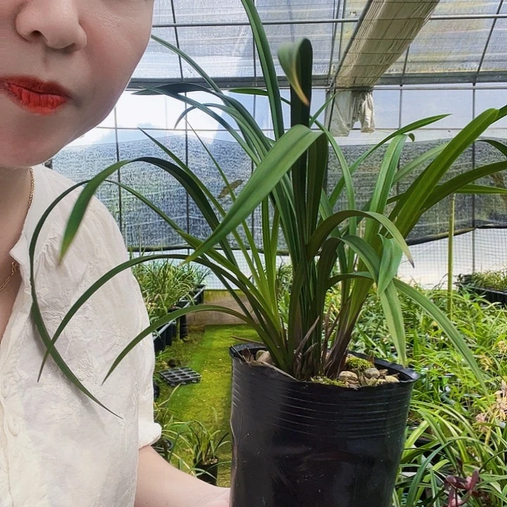 无花朵闻*阁梨山狮王