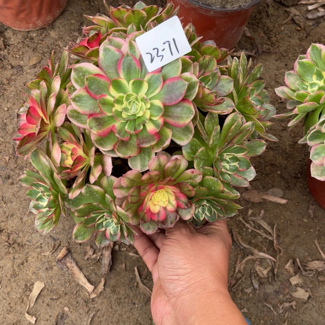 11-23-71海王变异法师锦