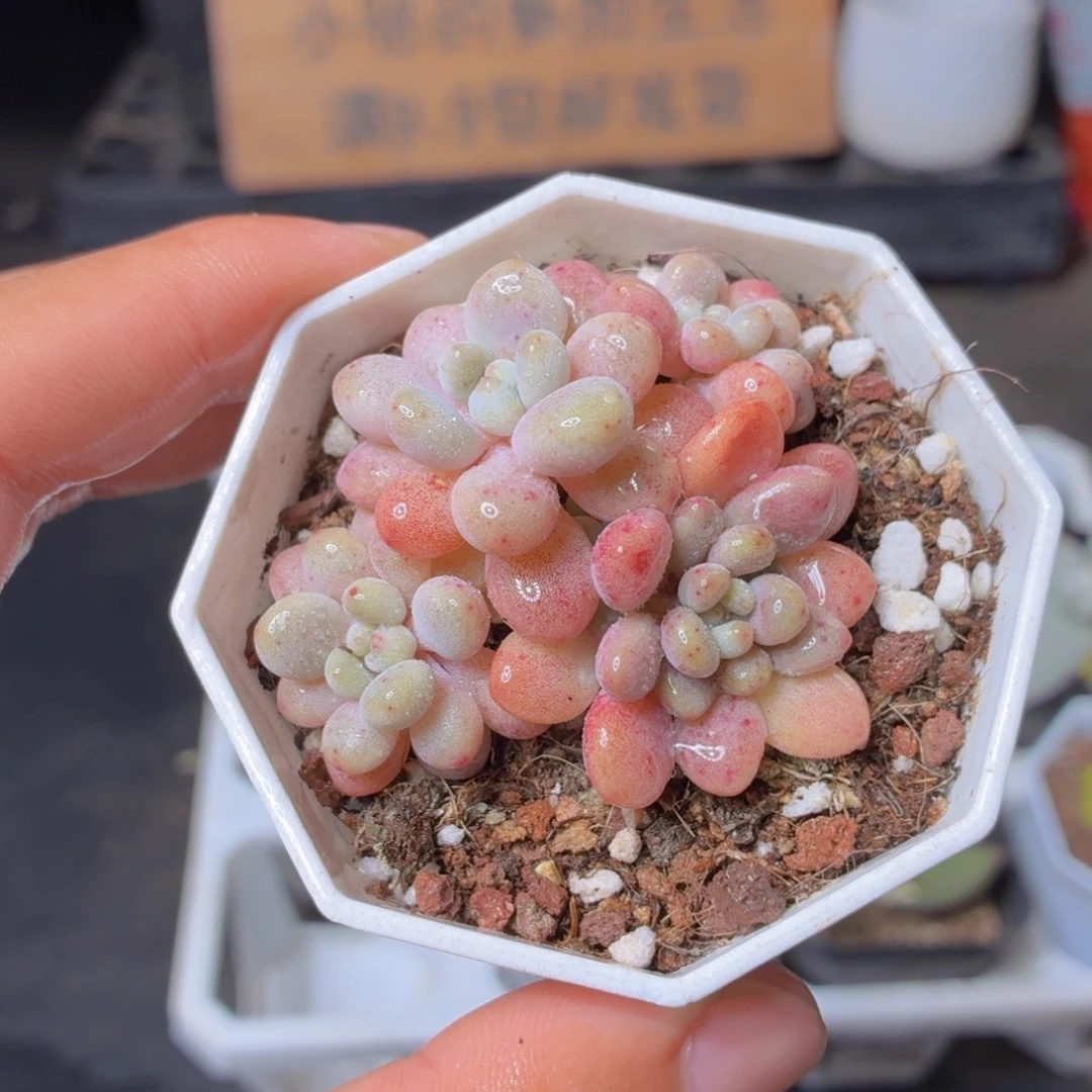 洛可可多肉9.9包邮发货