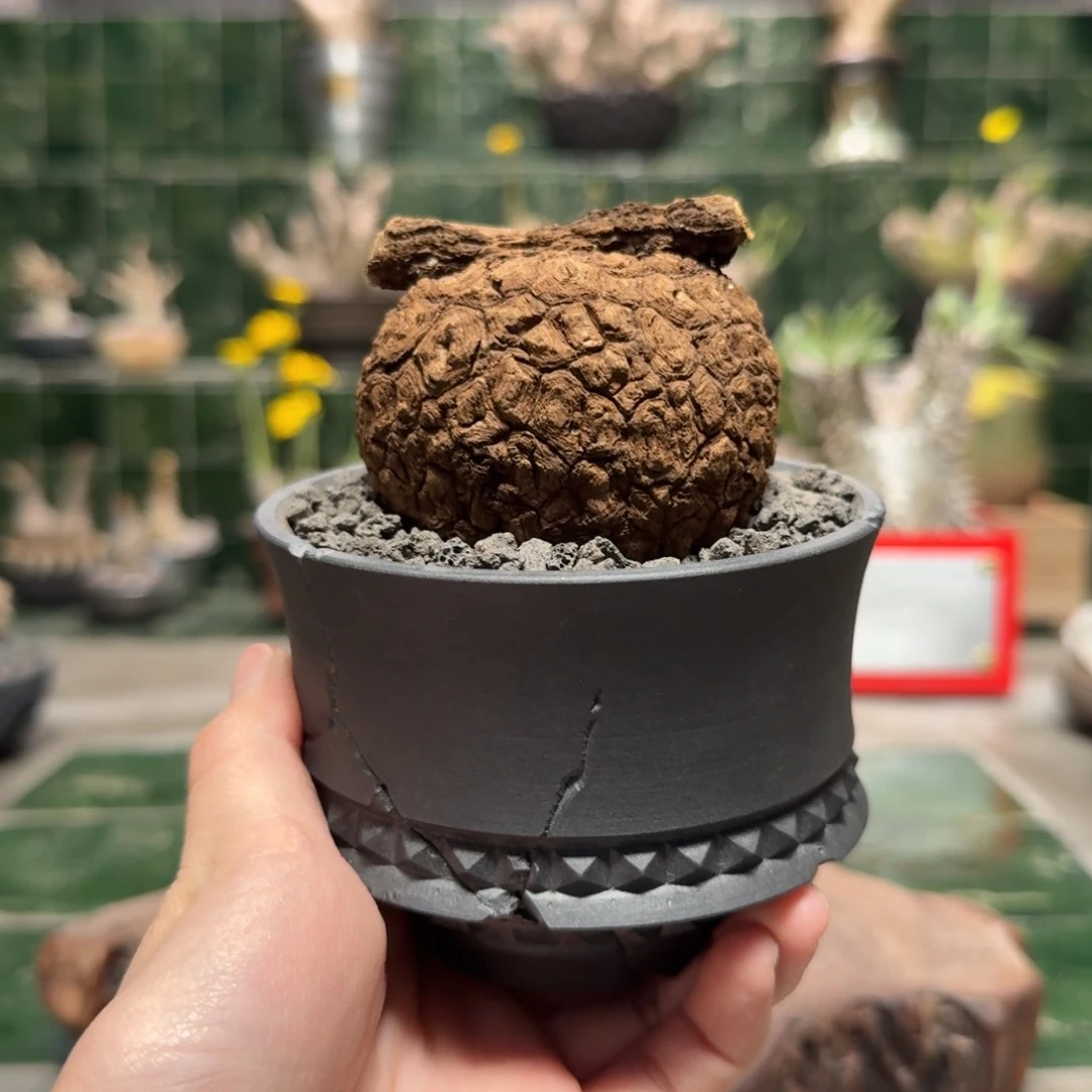 小*泰国龙甲龟 一物一拍