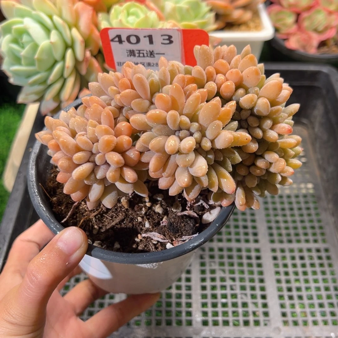 表妹精品多肉4013.
