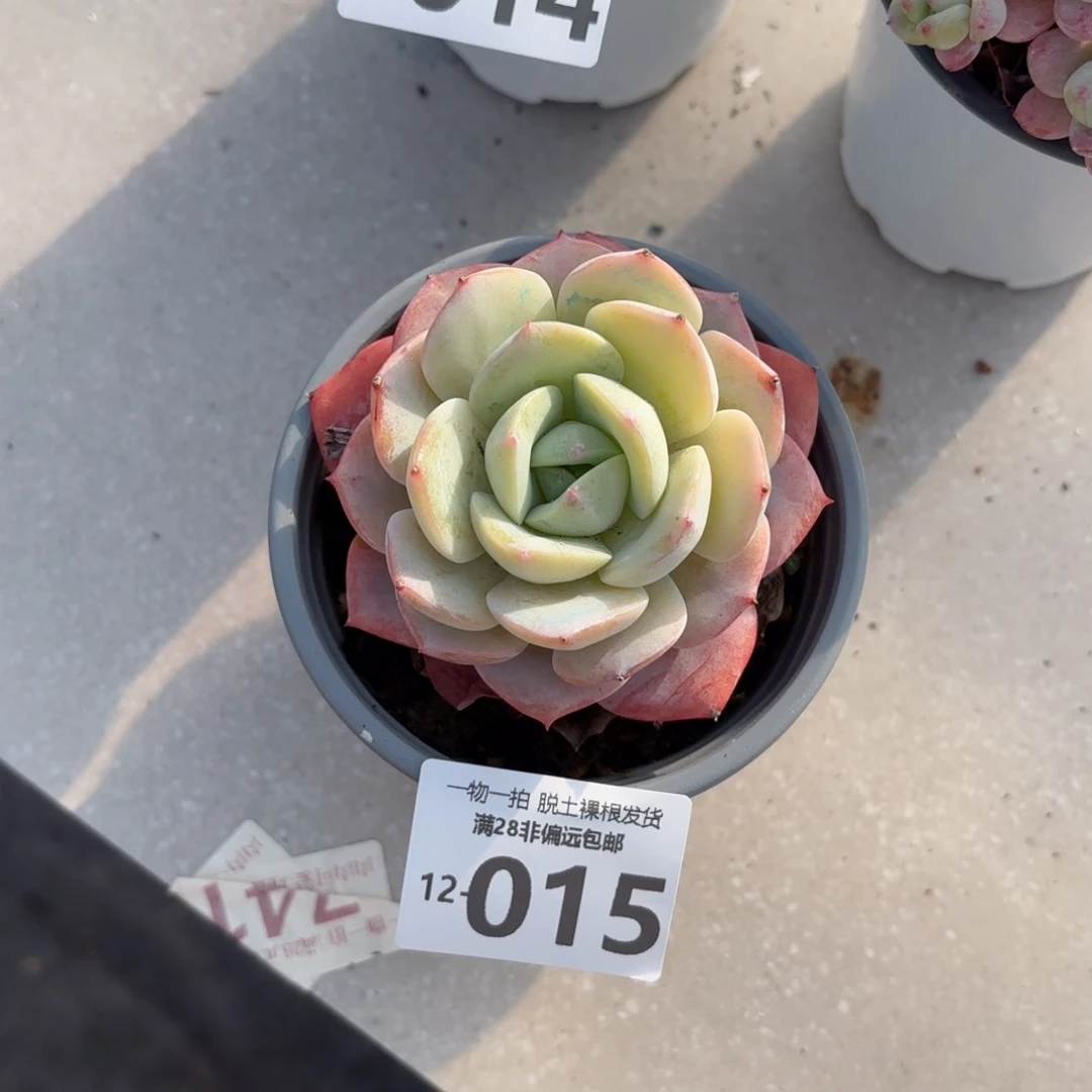 恋曲多肉多肉多肉