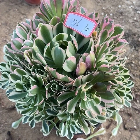 八*多肉植物雨花石776