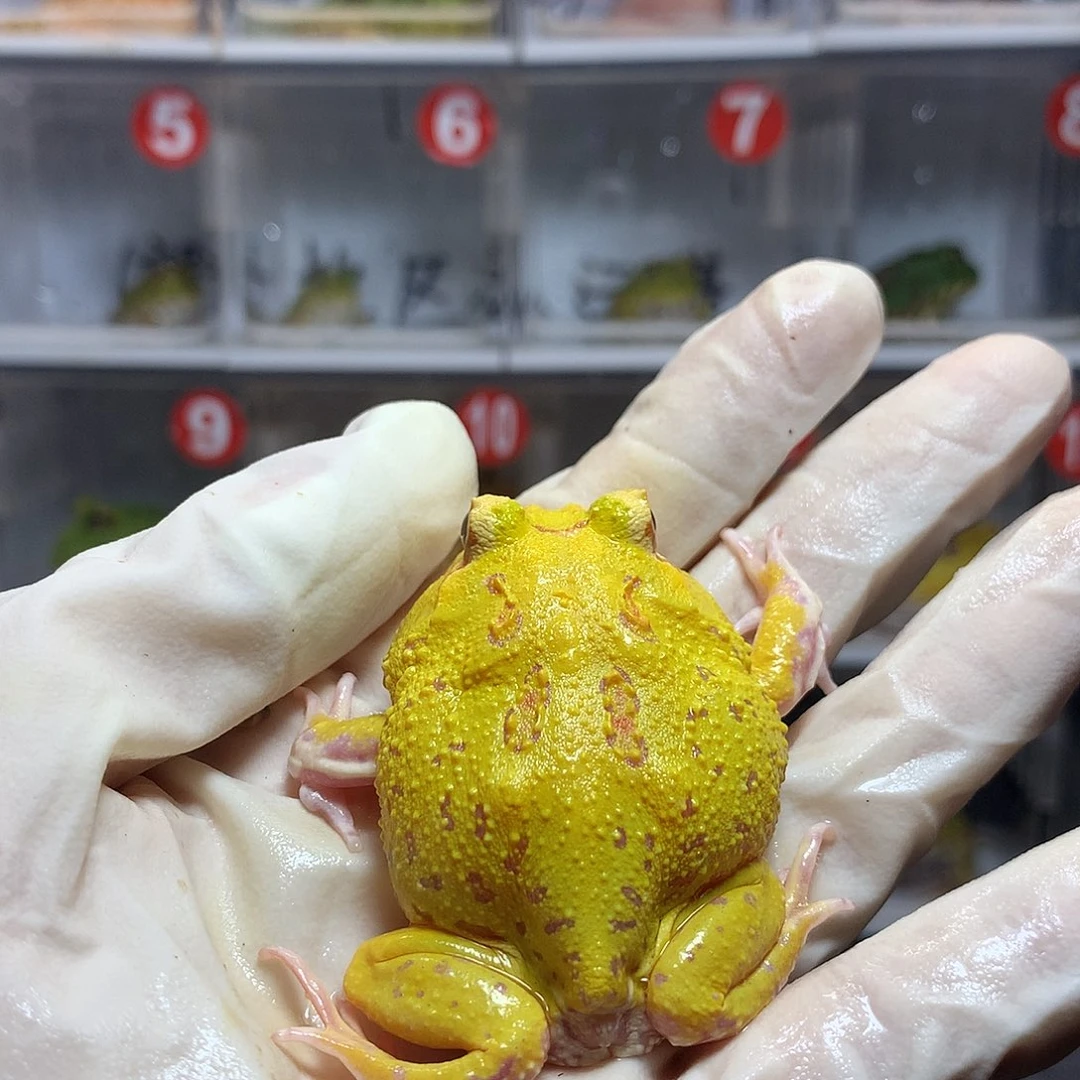 角蛙3115 皮卡丘角蛙