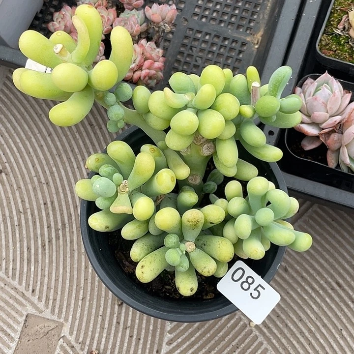 85。香蕉美人。