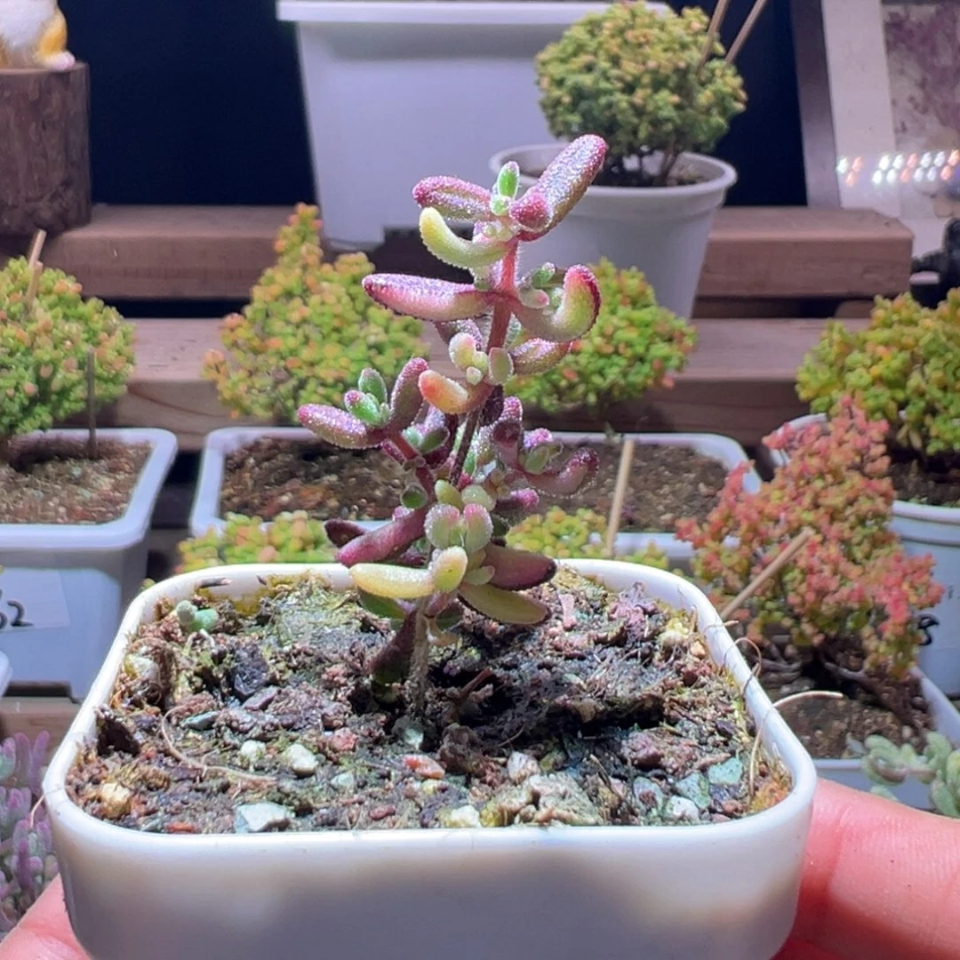 88红宝石全锦一物一拍带盆土发货