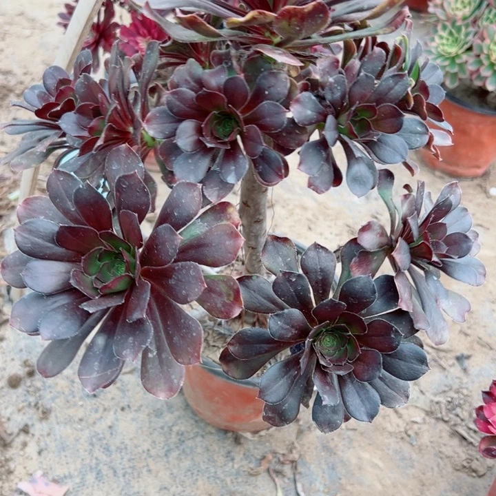 686灰圆叶多肉植物