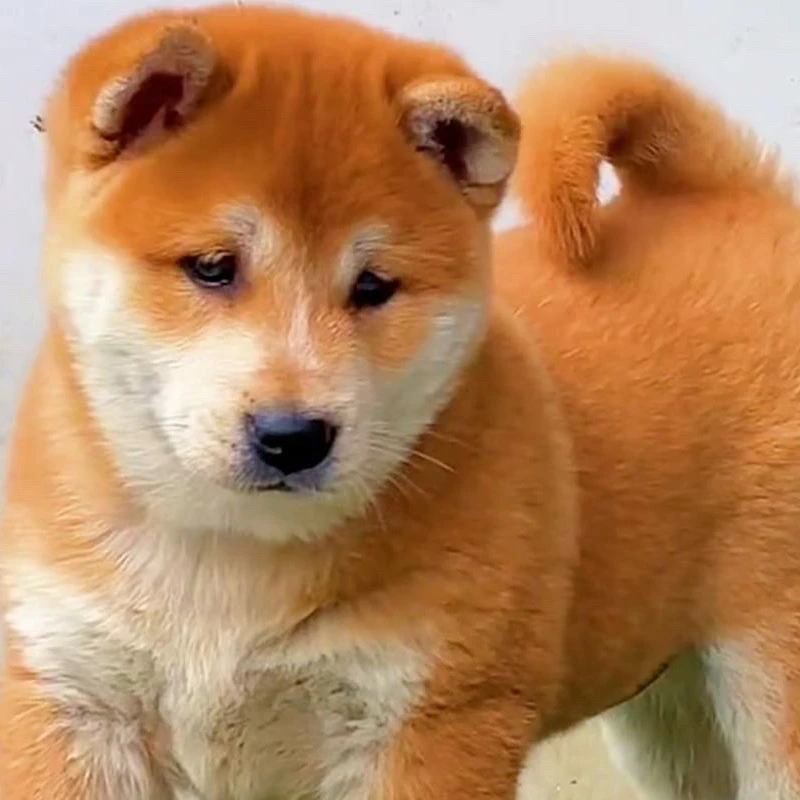 精品中华田园犬可挑选