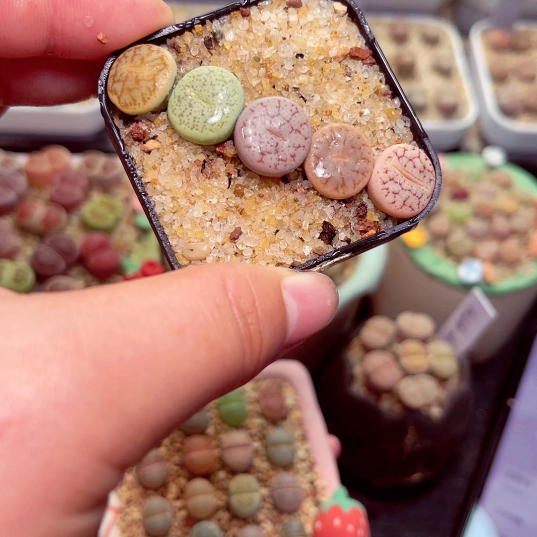 217带盆盆人包邮发货