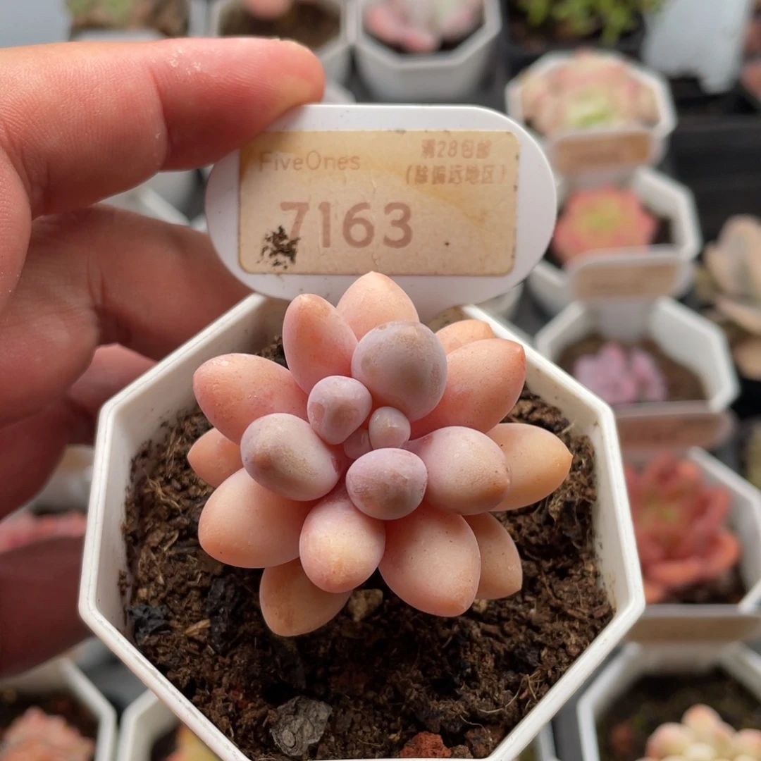 粉色恋人7163-4.5厘米