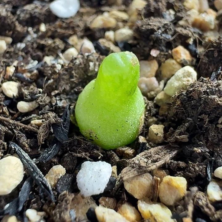 老马生石花小葫芦1508