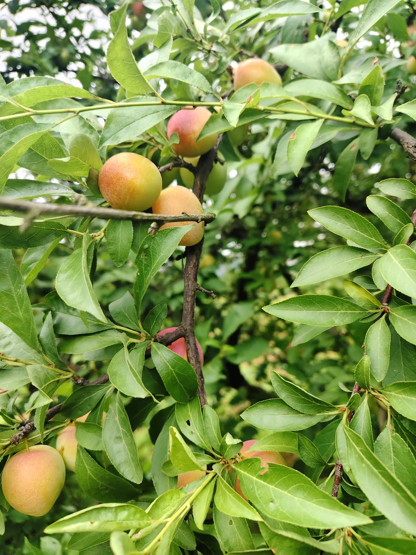 衡山九龙泉九龙李（现摘现发）