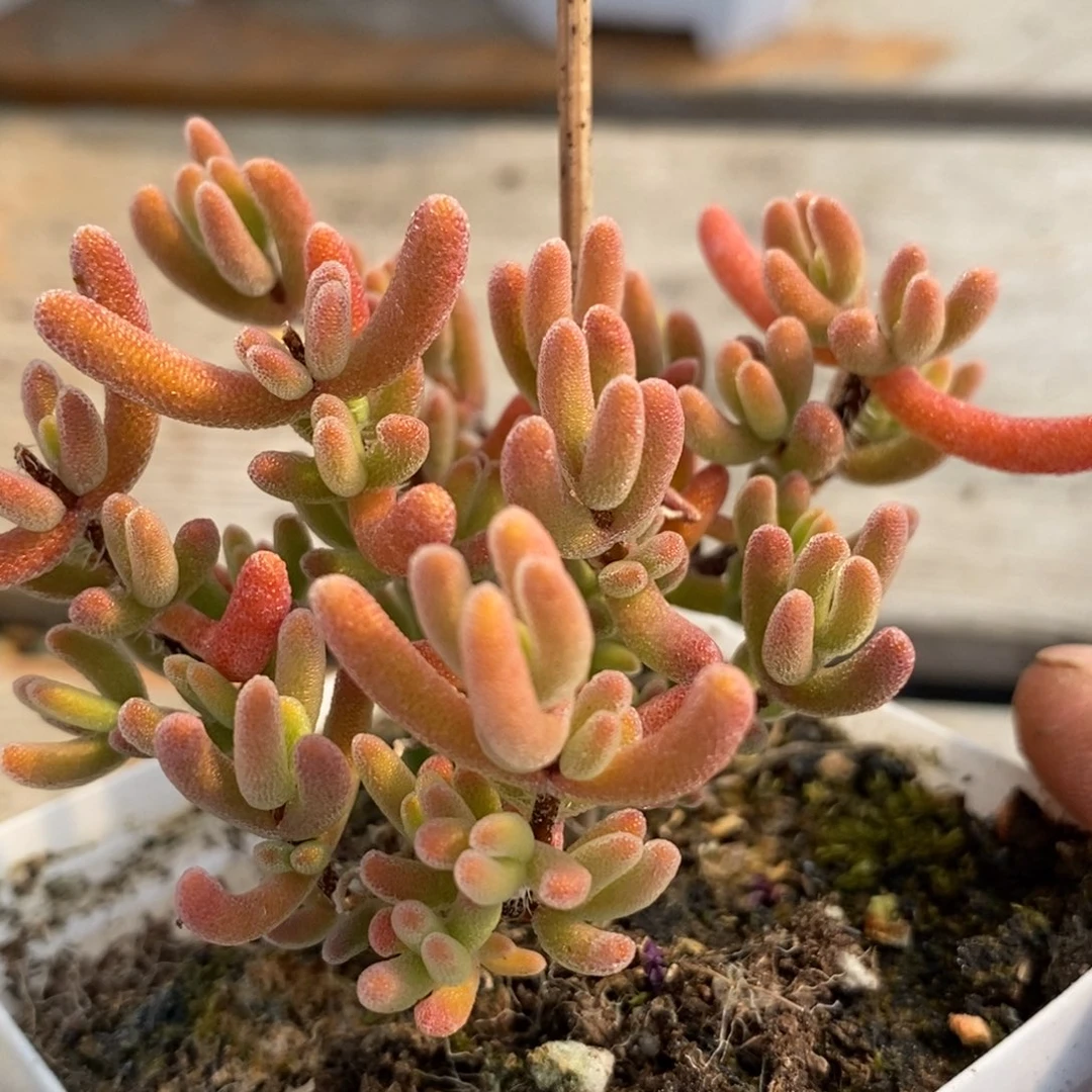 想**^632爱马仕橙 红钻。