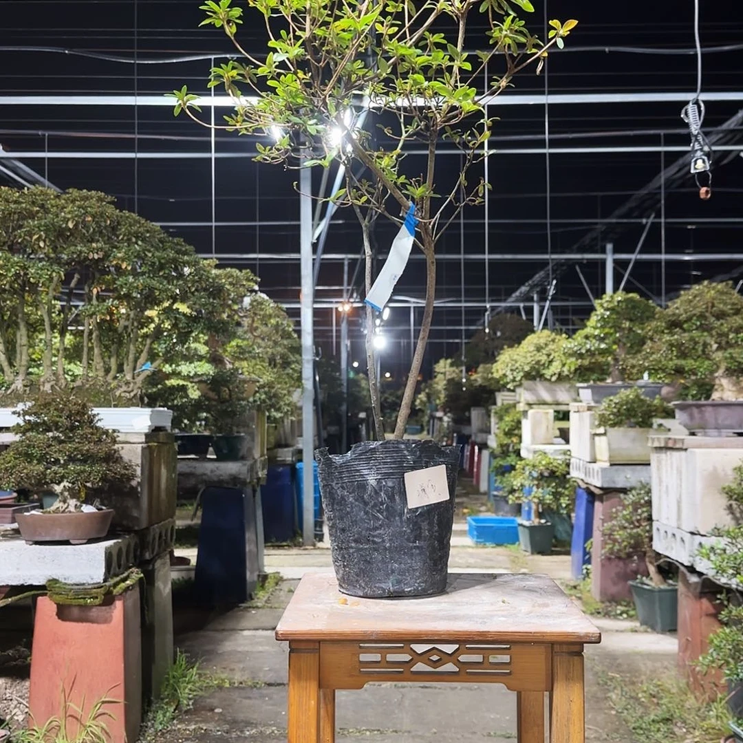 无花朵开花高月杜鹃