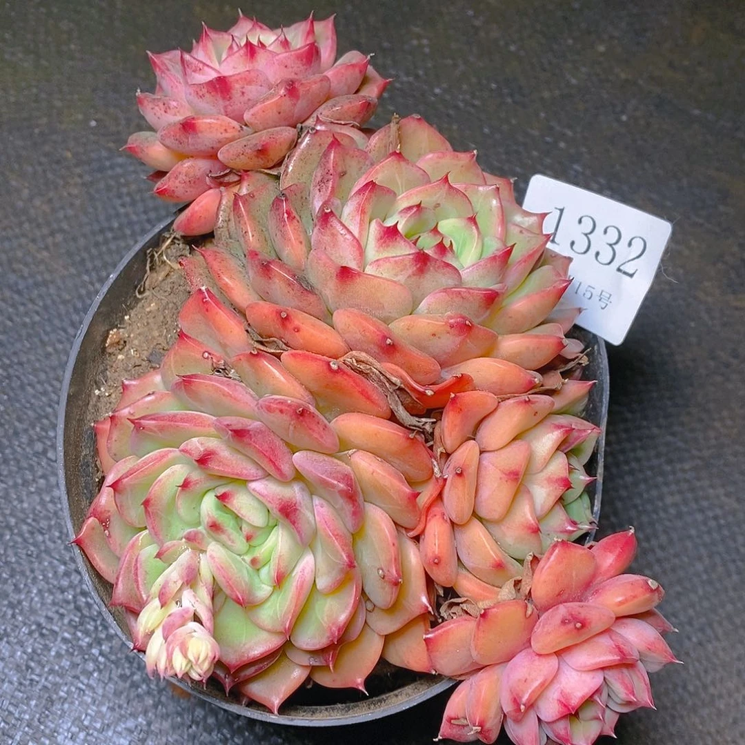 【闪购商品】云1332