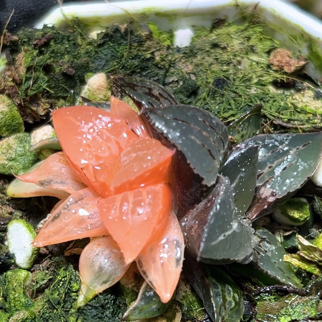 恭喜发财大吉大利2626