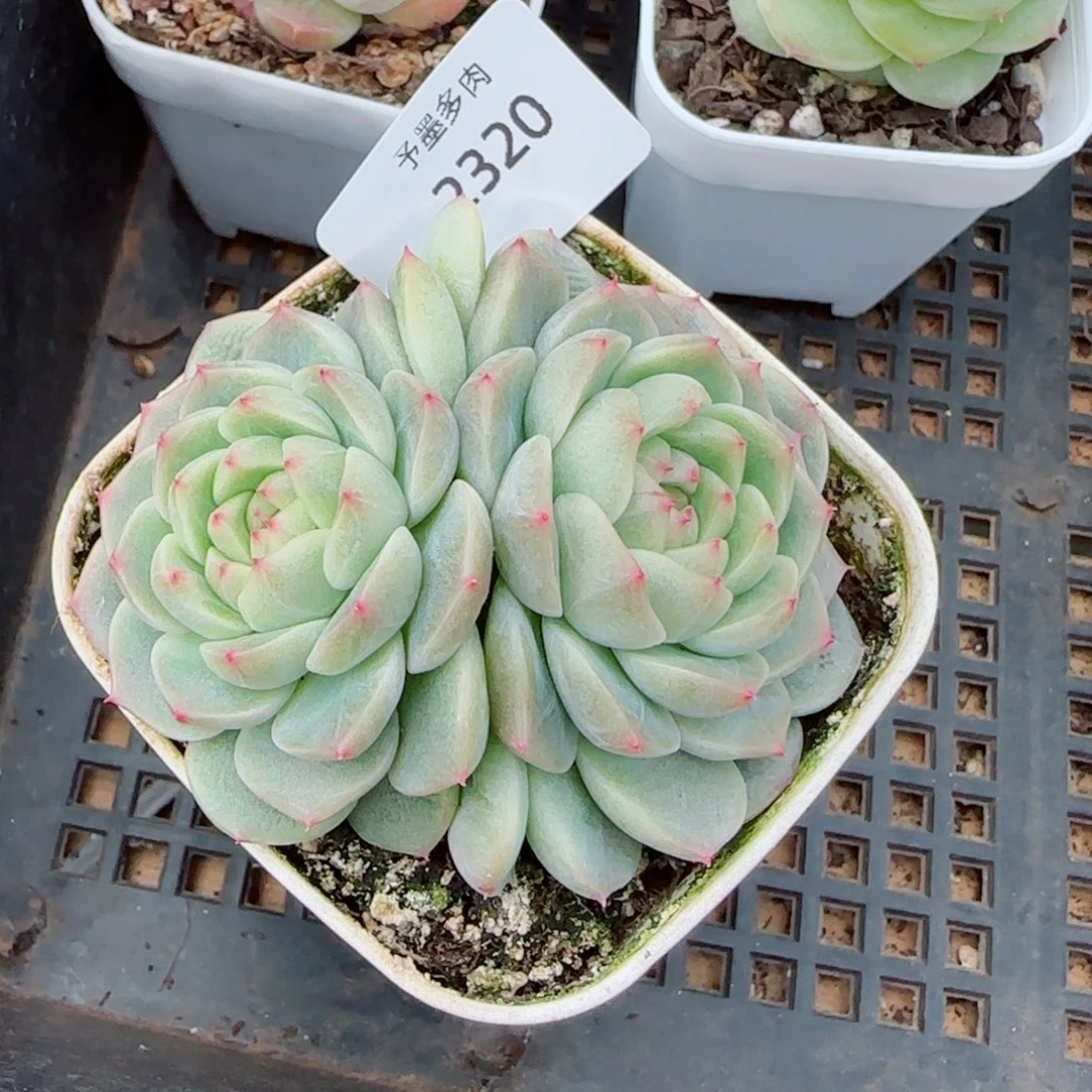 纸鸢，2320多肉植物