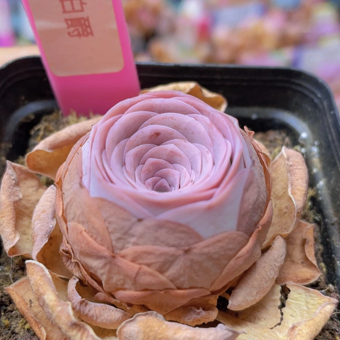 山地玫瑰乌龙伯爵J642