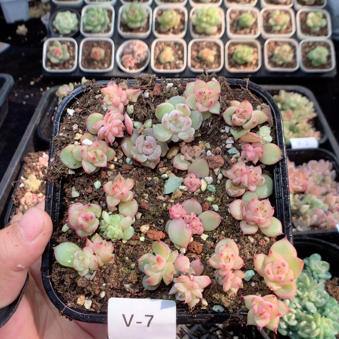 无花朵V7英语英语