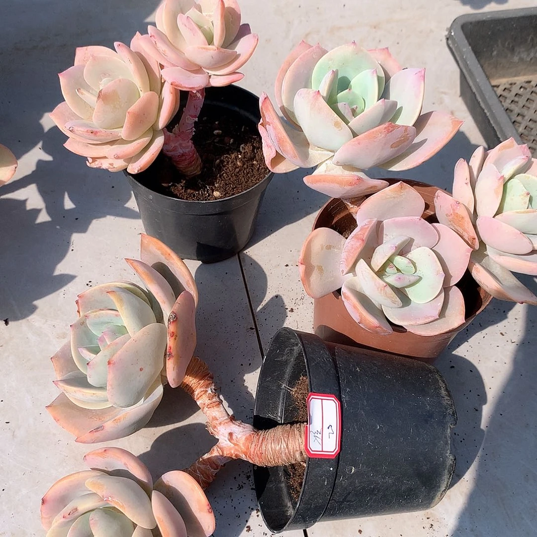 白凤多肉植物三颗