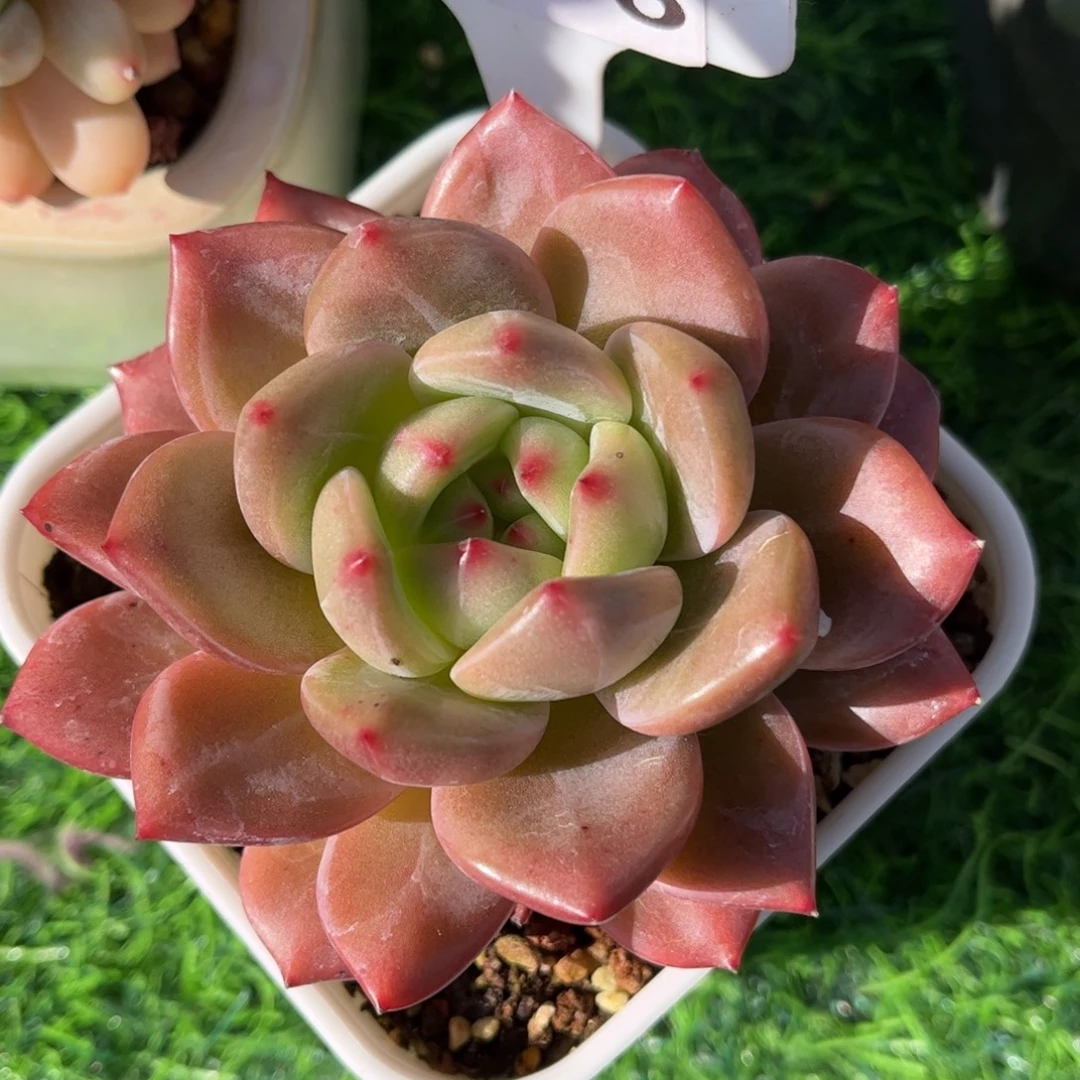 多肉植物3376 满30包邮