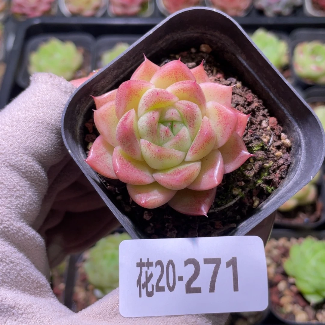 花利美20-271麦秆