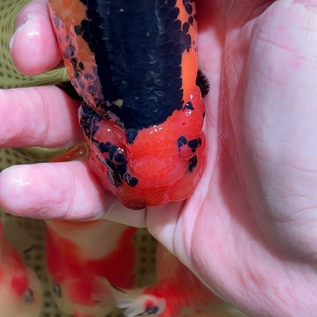 A***常金鱼拍包装包邮，没拍包装运费到付