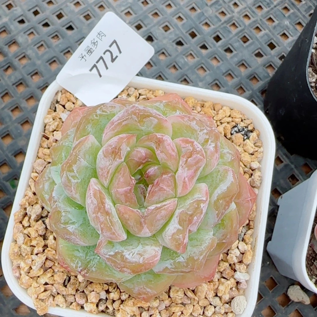 霜花珍妮石化，7727多肉植物