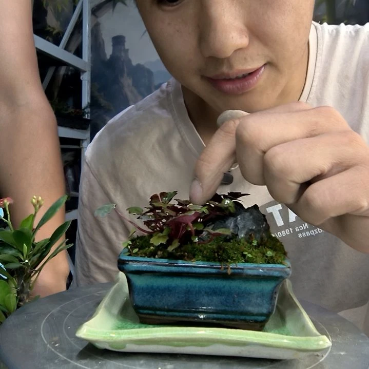 息*川中青园艺一物一拍126