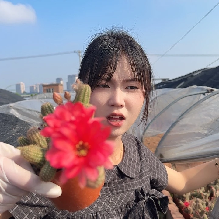 红花白檀（掉头掉崽不售后）