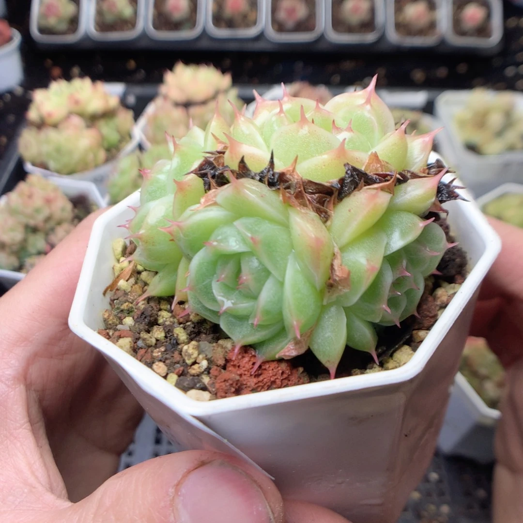 无花朵Q155yyyyyyyy