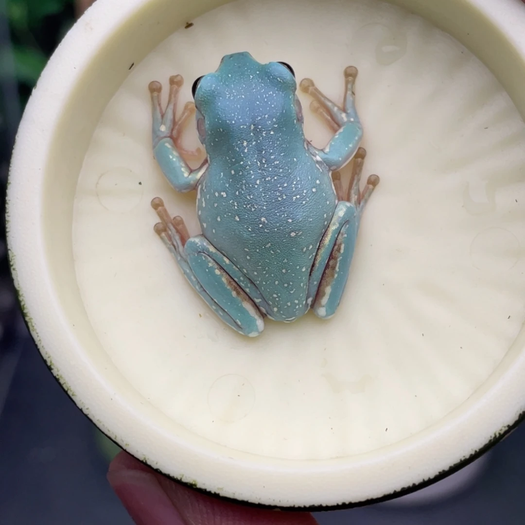 老爷树蛙1号薄荷蓝金背