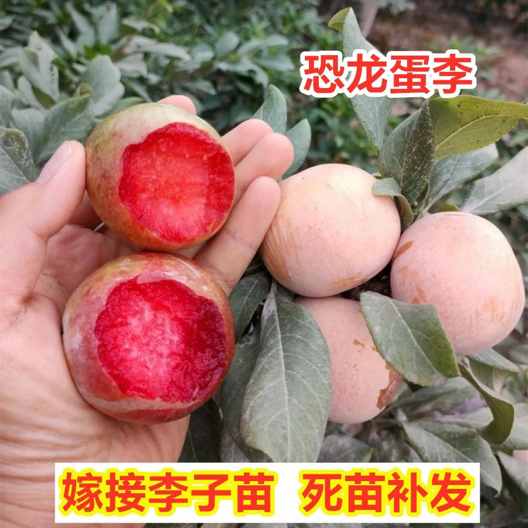 祥鼋嫁接恐龙蛋李子树苗特大晚熟红肉红心杏李苗南方北方种植地栽
